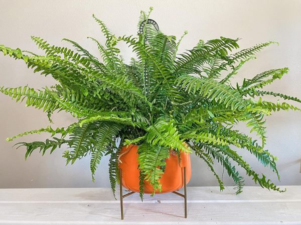 Kimberly Queen Fern growing in container