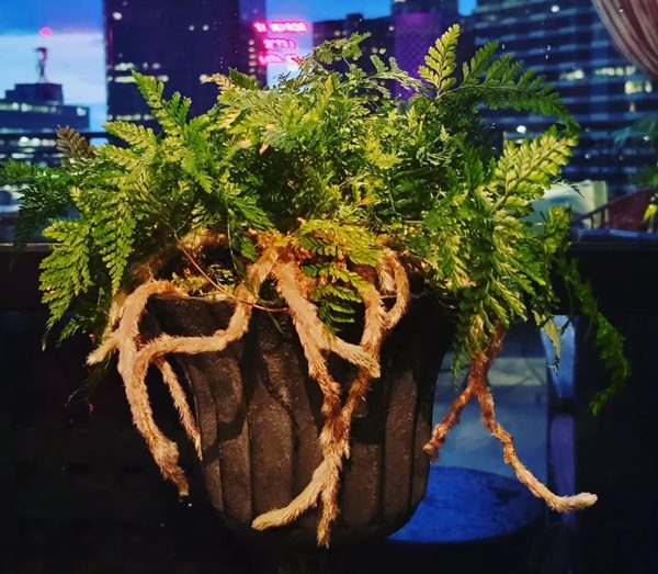 Rabbit's Foot Fern in container with rhizomes