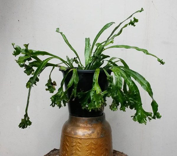 long strap fern in pot indoors