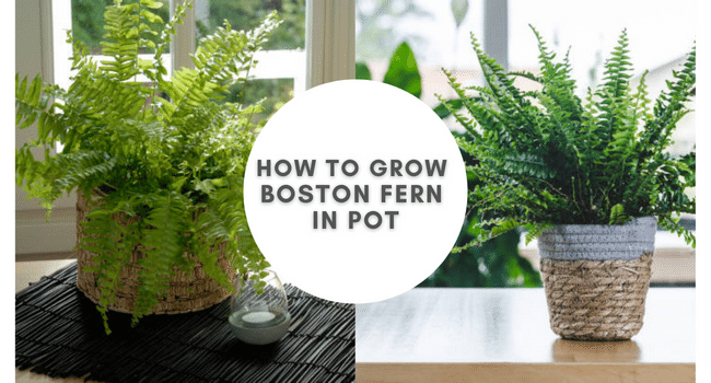 How to grow boston sword fern in pot