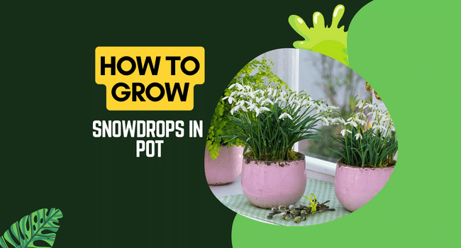 how to grow snowdrops in pot