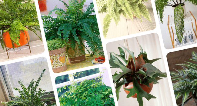 ferns that grow indoors