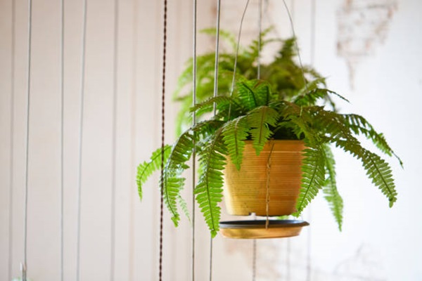 Boston fern houseplant in hanging basket