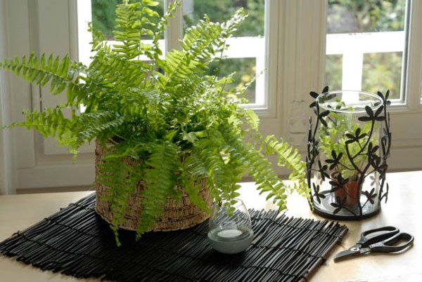 grow sword fern in pot near window