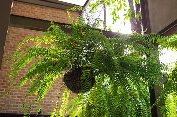 boston fern in hanging basket