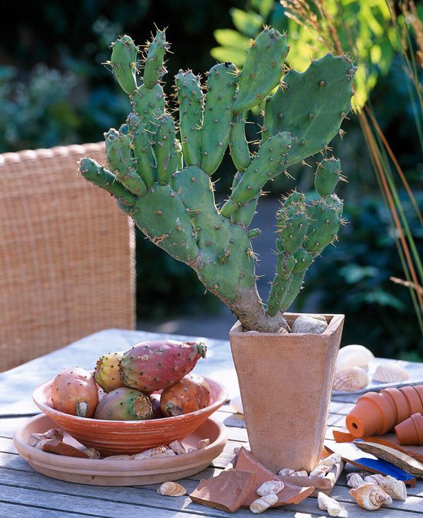 prickly pear cactus in pot outdoors