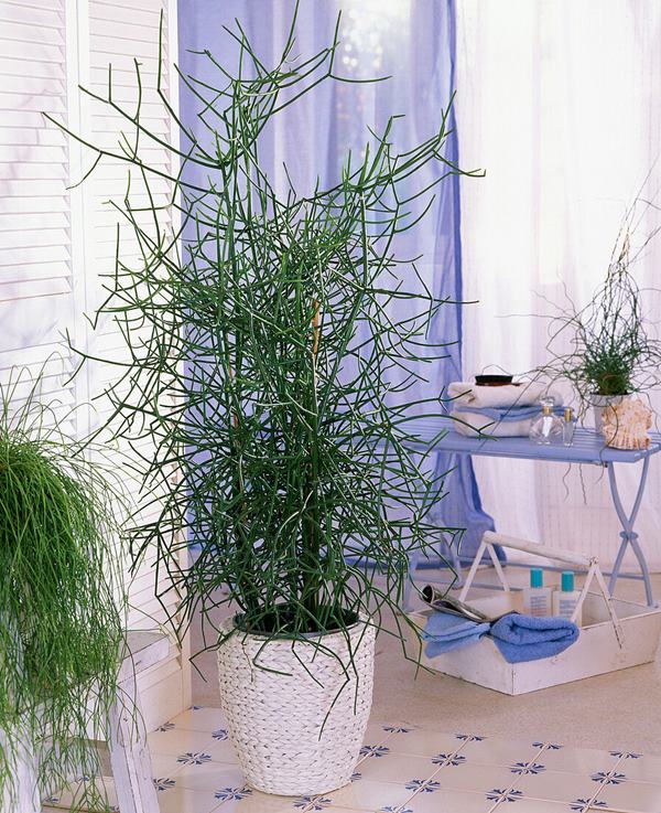 Euphorbia tirucalli (Bleistiftbaum) in container tall