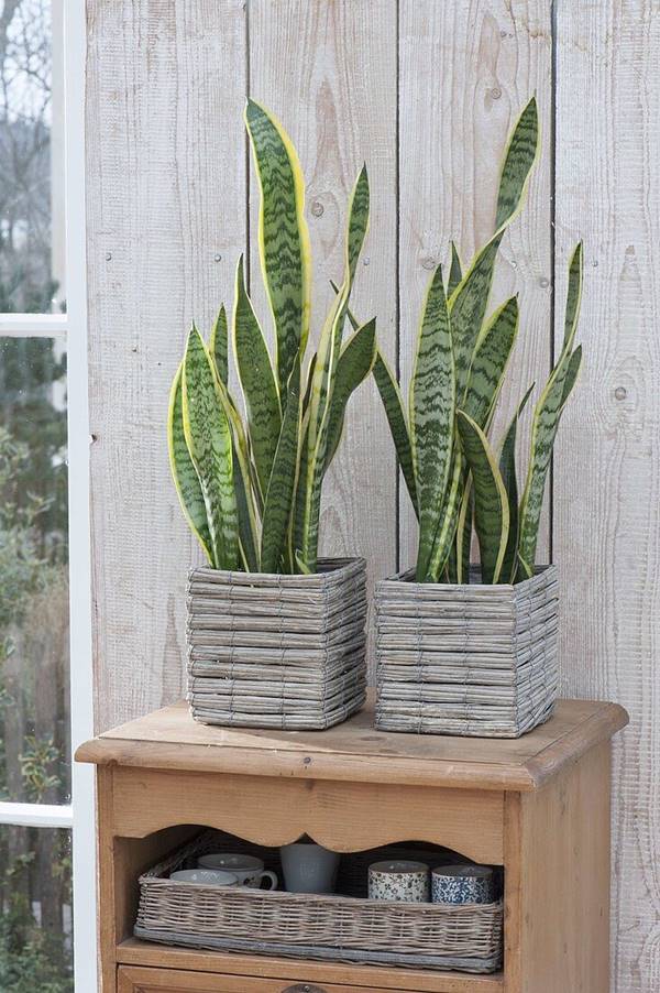 snake plant in pot outdoors