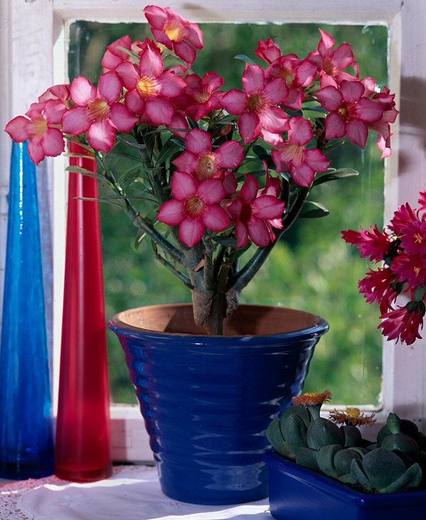 Adenium Obesum or desert rose in pot indoors