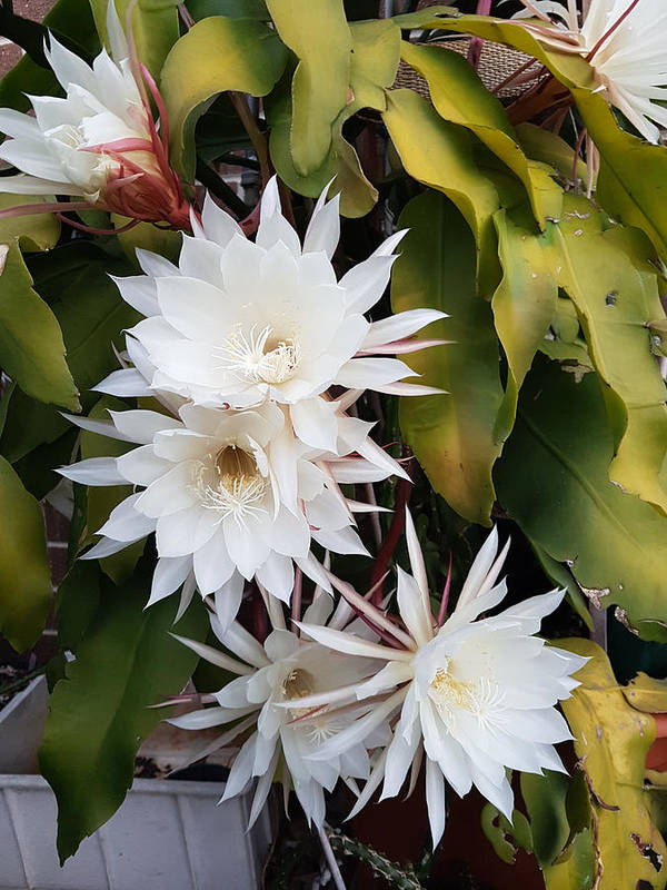 Epiphyllum oxypetalum or queen of the night with blooms