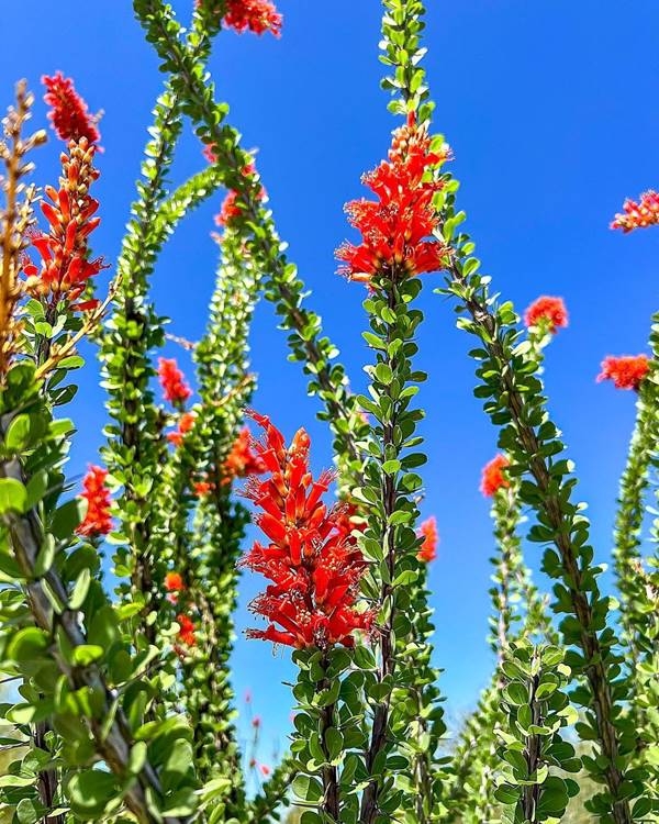 Ocotillo cactus with blooms