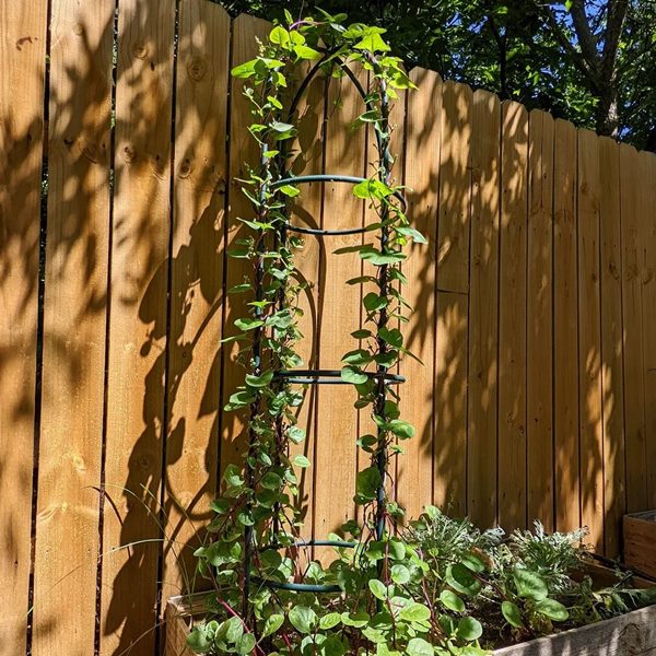 malabar spinach growing over support structure