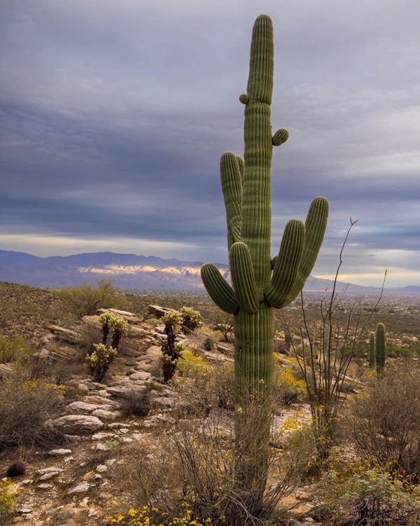 saguaro growing in desert