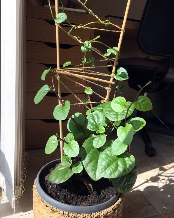 Malabar spinach growing in pot