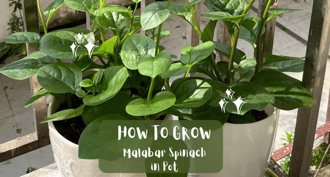 How to Grow Malabar spinach in Pot