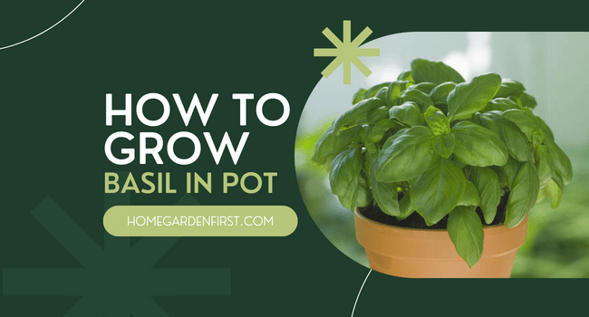 how to grow basil in pot