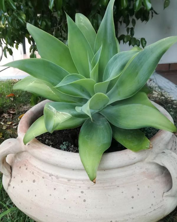 Agave attenuata or foxtail agave in large container