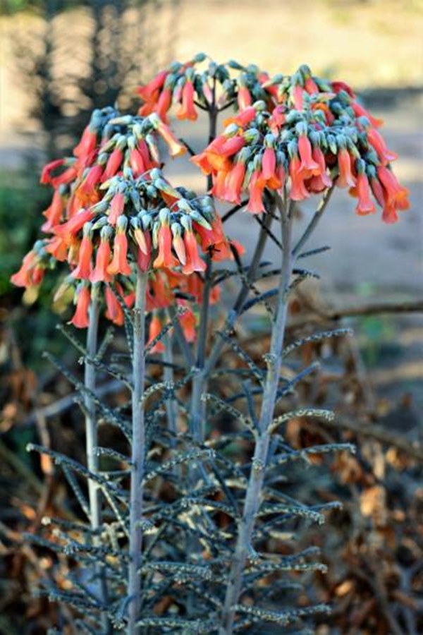 Kalanchoe Delagoensis flowering