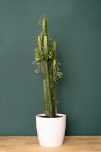 20 Tall Succulent Types | Succulents that Grow Tall