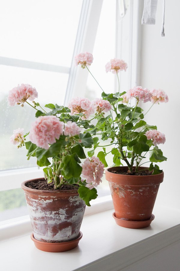 potted geraniums near windowsill