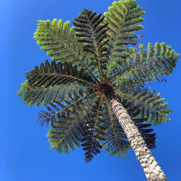 Cyathea brownii or Norfolk Island Tree Fern