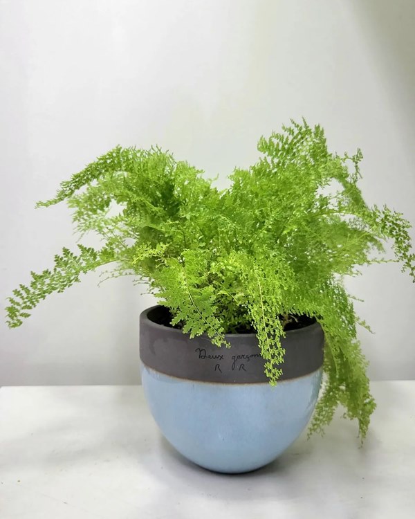 cotton candy fern in pot