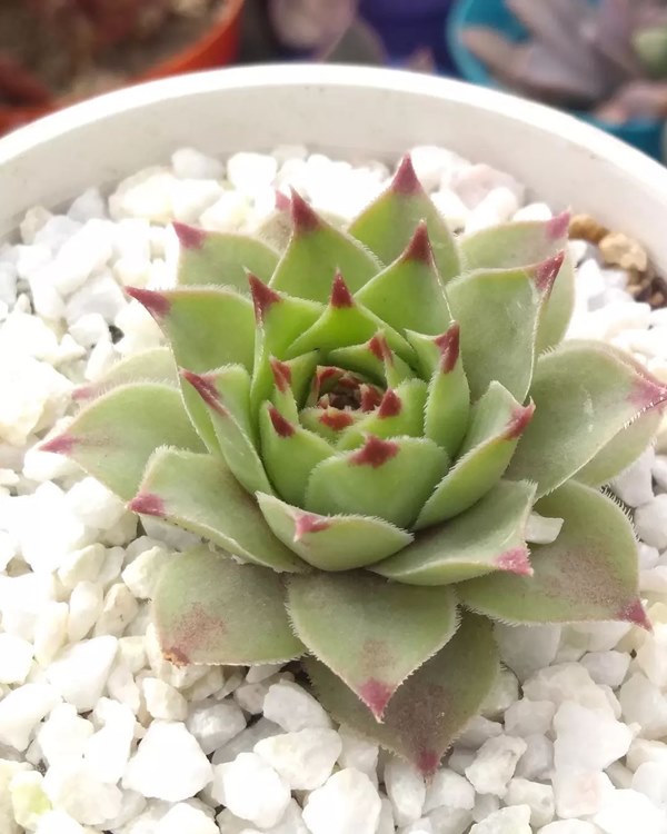 Hens and Chicks in pot