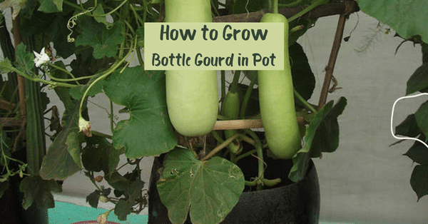 How to Grow Bottle Gourd in Container | Bottle Gourd Care