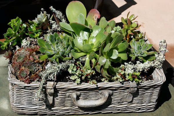 DIY Suitcase Succulent Planter