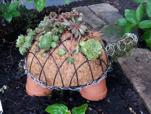 DIY Turtle succulent Planter