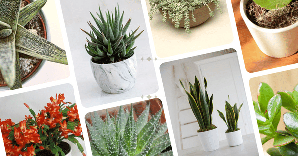 10 Succulents for Office Desk to Spruce up Your Office Space