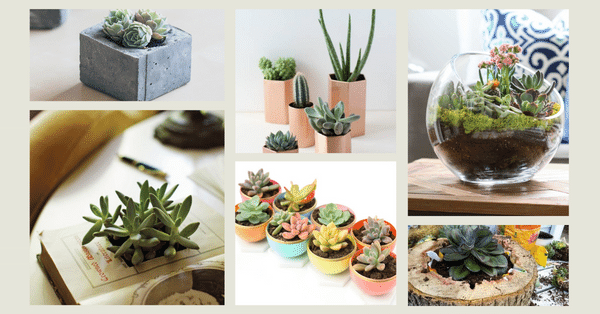35 Creative DIY Succulent Planter Ideas to Display Succulents