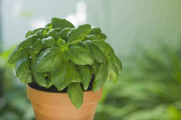 potted basil indoors
