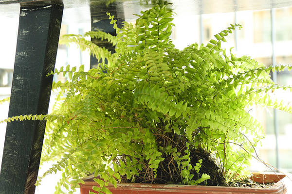 boston fern growing indoors