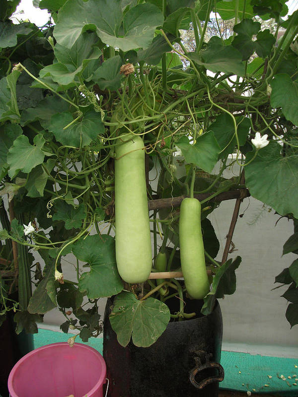 Bottle gourd growing in container