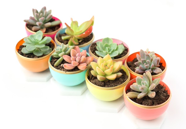 DIY mini succulent planter