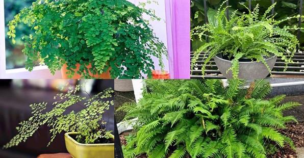 Types of Ferns | Fern Varieties for your Garden