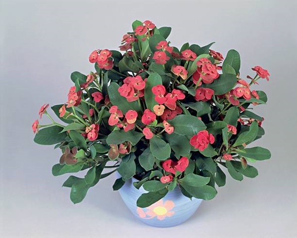 Euphorbia milii in pot indoors (Crown of Thorns)