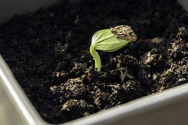 bottle gourd seedling in container