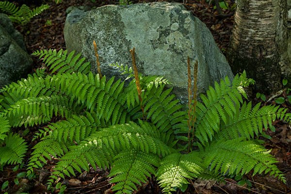 cinnamon fern growing by rock 