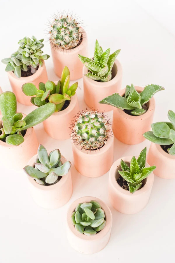 DIY plaster succulent planter