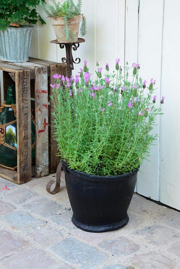 lavender blooming in container