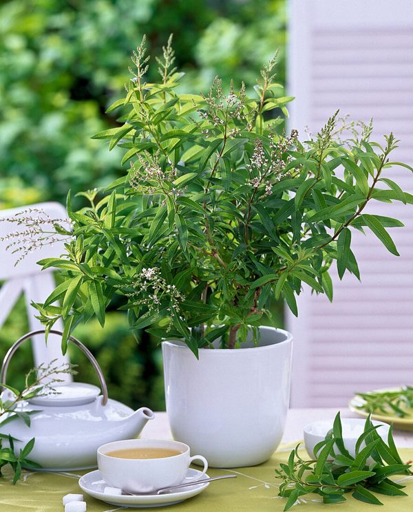 lemon verbena in the container