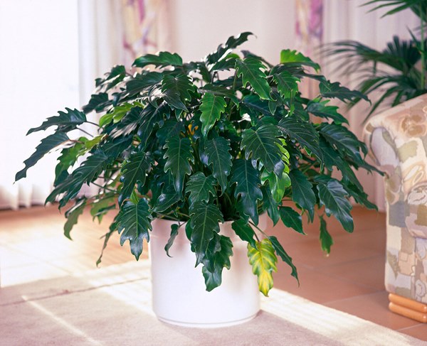 Philodendron Xanadu in pot indoors