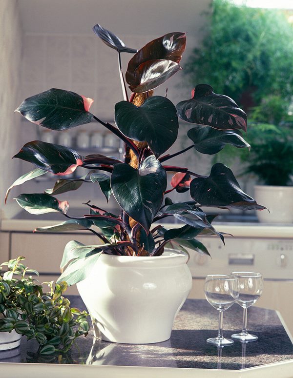 Philodendron 'Pink Princess' in pot indoors