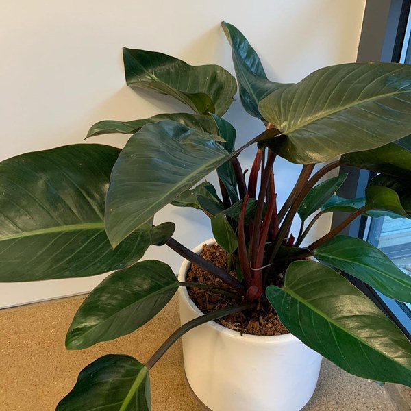 philodendron congo rojo in container