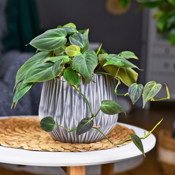 Velvet-leaf Philodendron growing in container