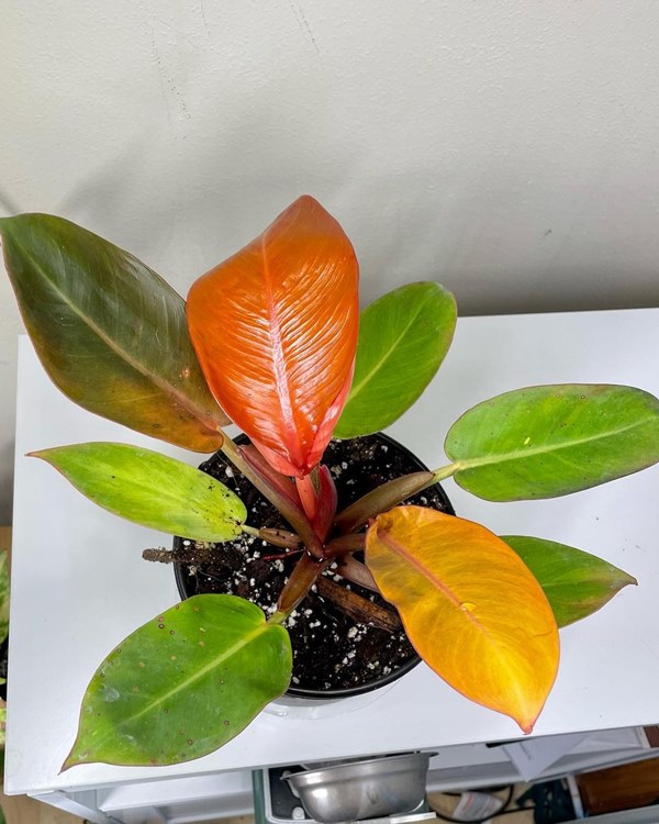 Philodendron Prince of Orange in pot indoors