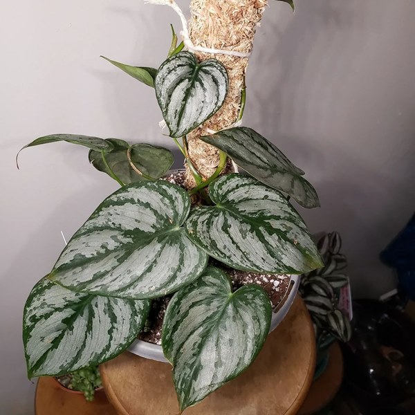 Philodendron brandtianum in container
