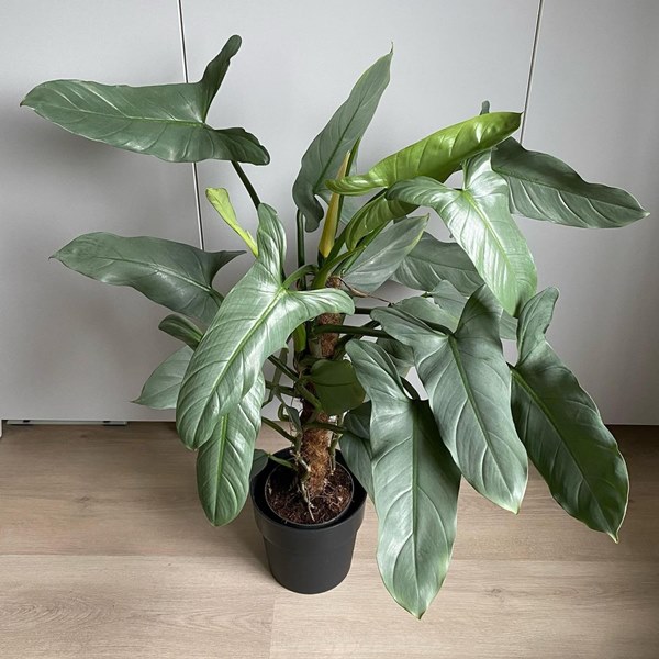 Philodendron hastatum in pot indoors